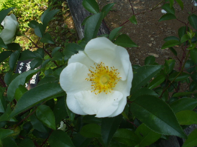 img0007.jpg
