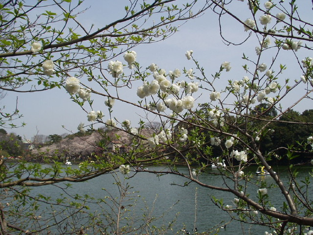 img0004.jpg