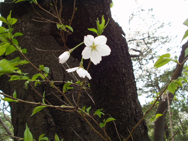 img0018.jpg
