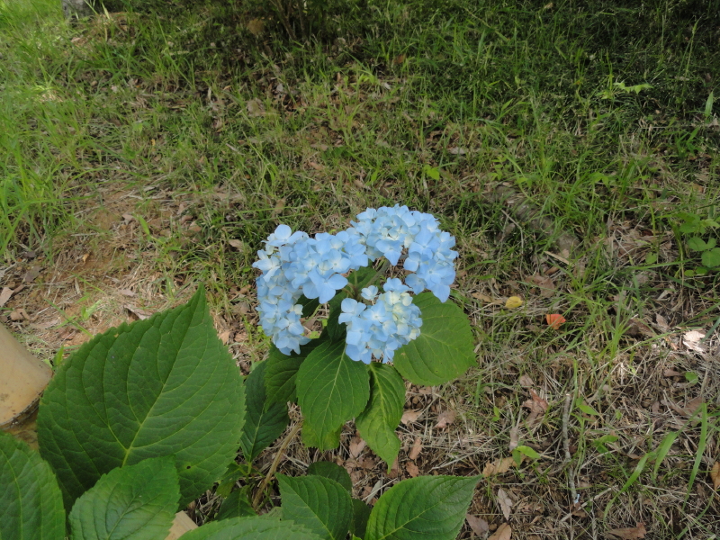img0001.jpg