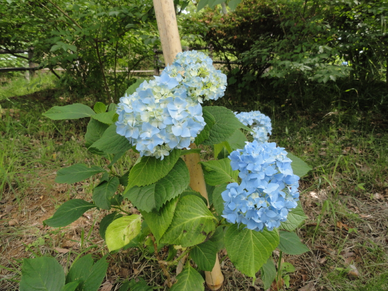img0002.jpg