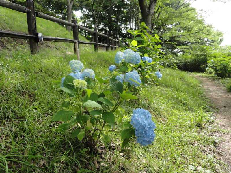 img0005.jpg