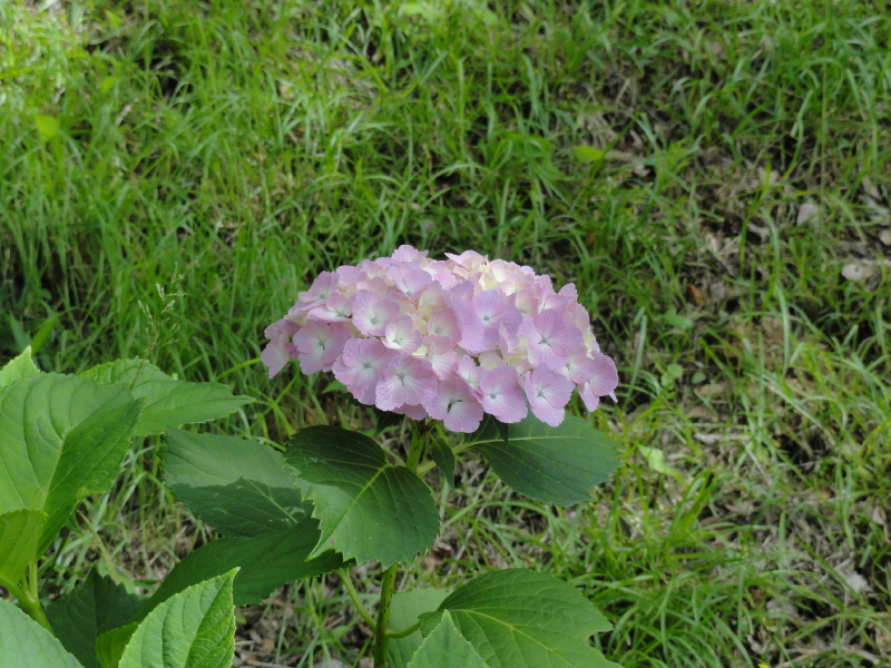 img0008.jpg