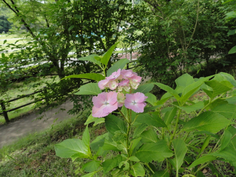 img0009.jpg