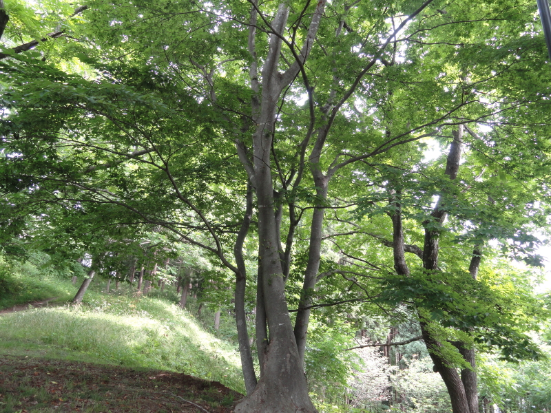 img0010.jpg