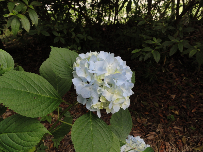 img0013.jpg