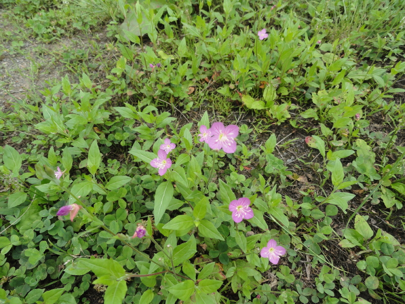 img0027.jpg