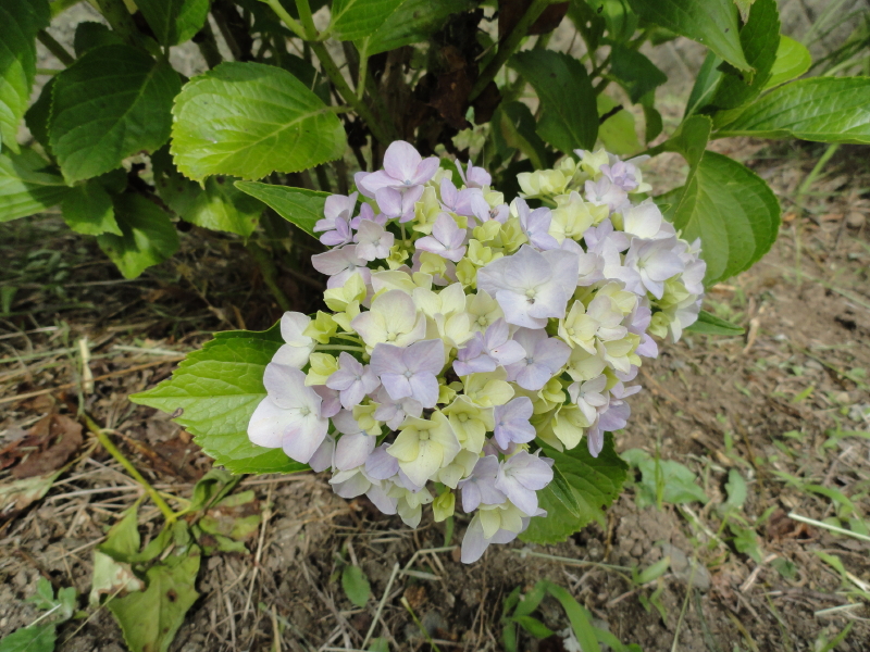 img0036.jpg
