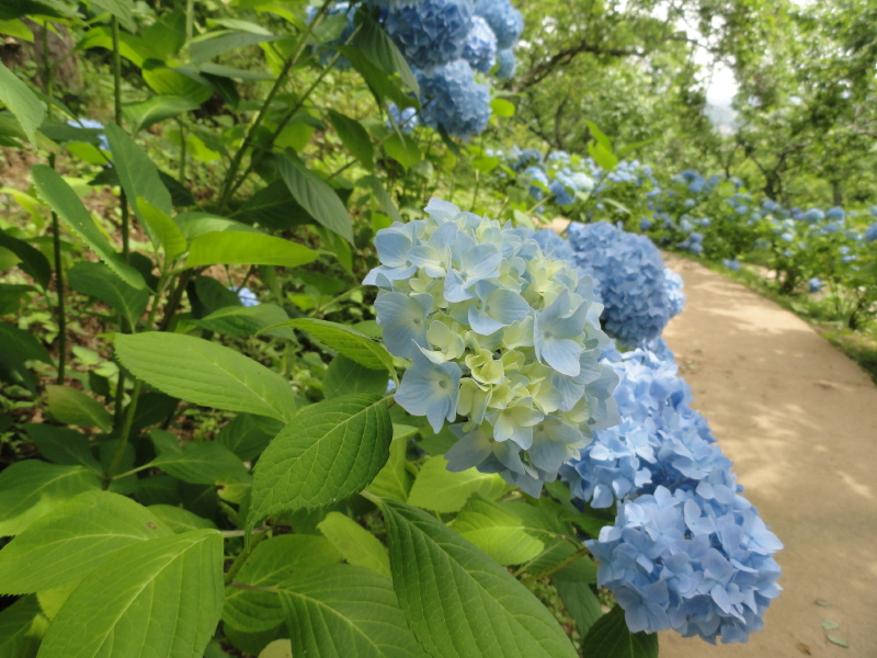 img0043.jpg