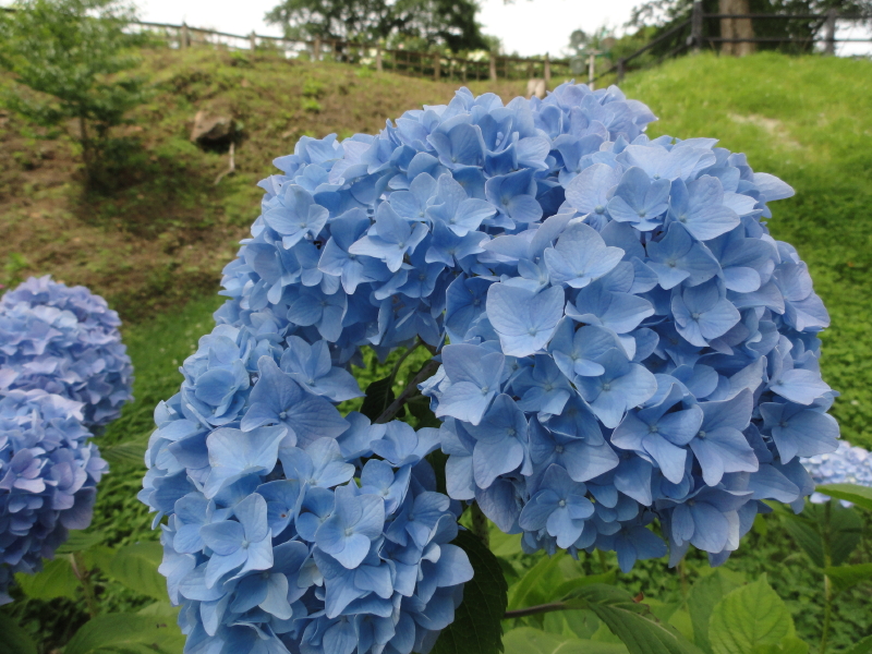 img0059.jpg