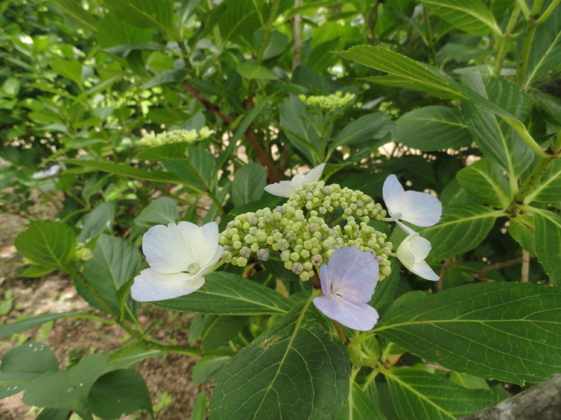 img0061.jpg