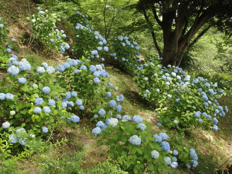 img0063.jpg