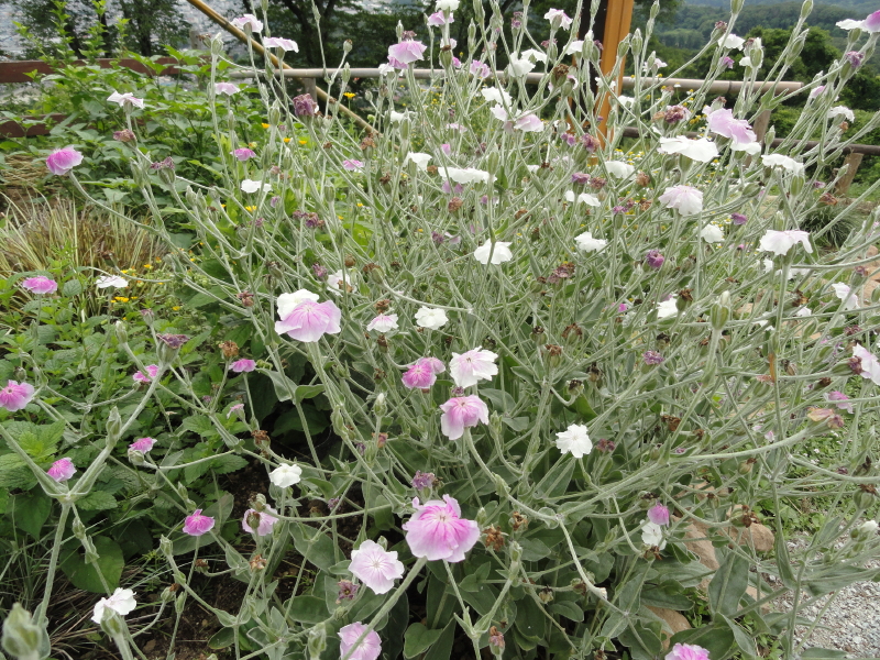 img0092.jpg