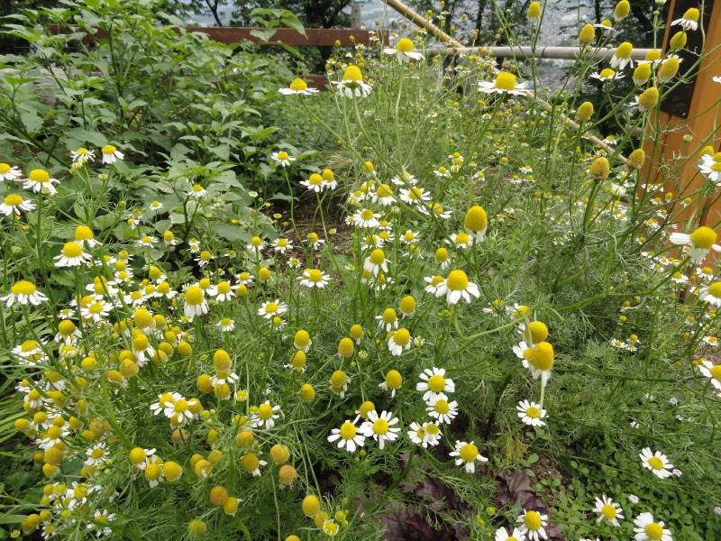 img0093.jpg