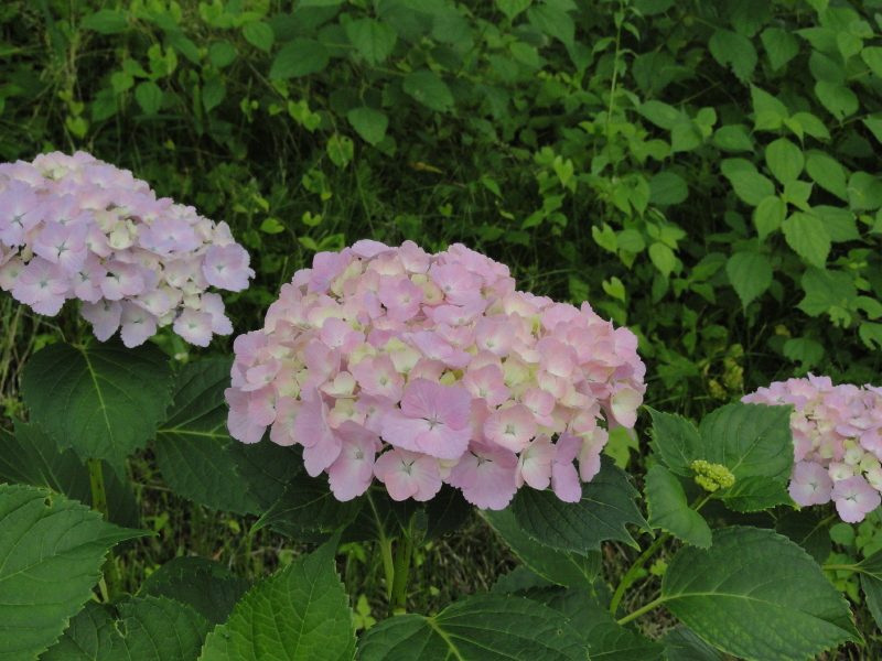 img0151.jpg