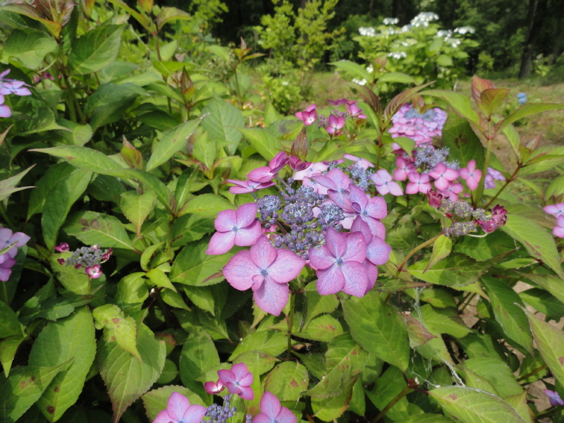 img0163.jpg