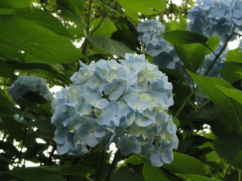 img0184.jpg