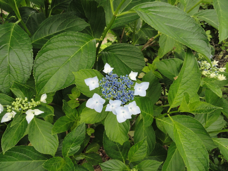 img0188.jpg