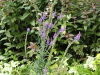 img0075.jpg