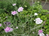 img0086.jpg