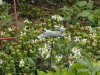 img0099.jpg