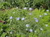 img0108.jpg