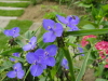 img0115.jpg