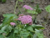 img0160.jpg
