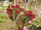 img0005.jpg