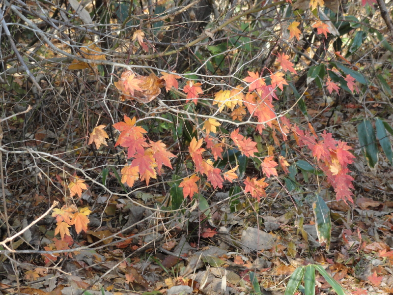 img0014.jpg