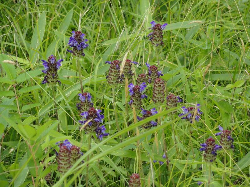 img0011.jpg