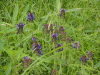 img0011.jpg