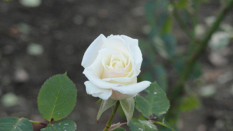 img0024.jpg