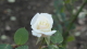 img0024.jpg