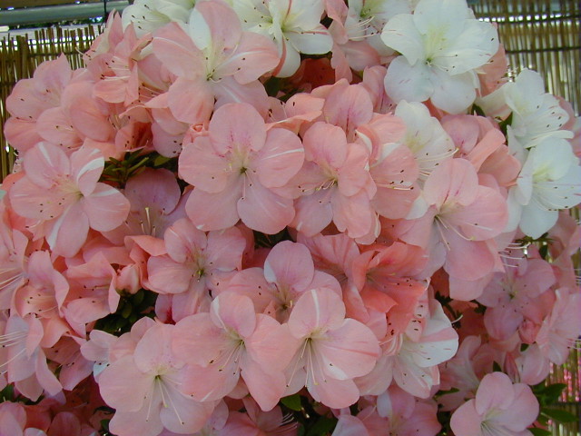 img0024.jpg