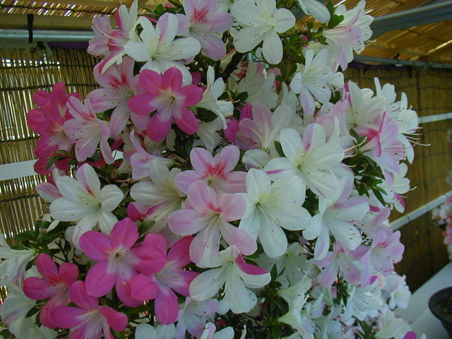 img0025.jpg