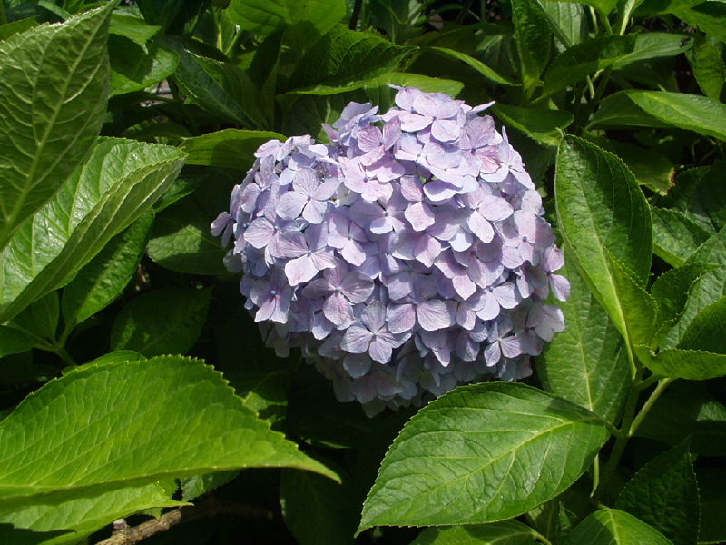 img0018.jpg