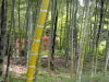 img0009.jpg