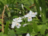 img0015.jpg