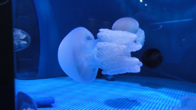 img0016.jpg