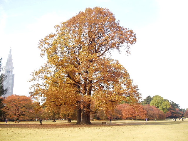 img0066.jpg