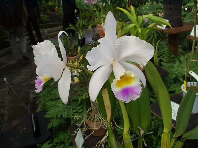 img0074.jpg