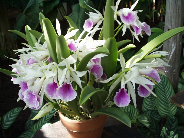 img0080.jpg