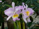 img0077.jpg