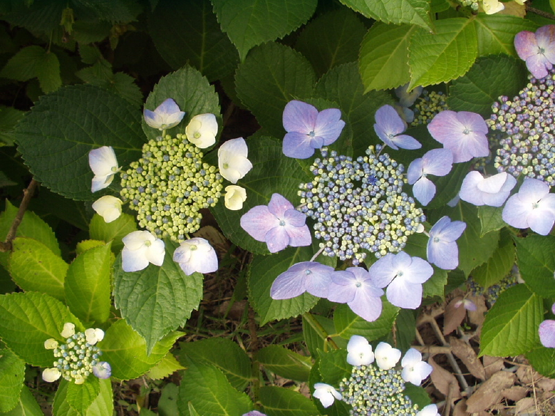 img0027.jpg