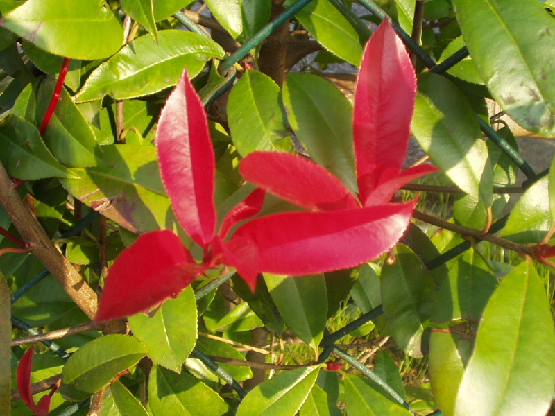 img0051.jpg