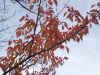 img0070.jpg