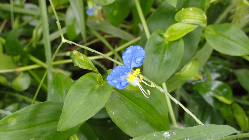 img0003.jpg