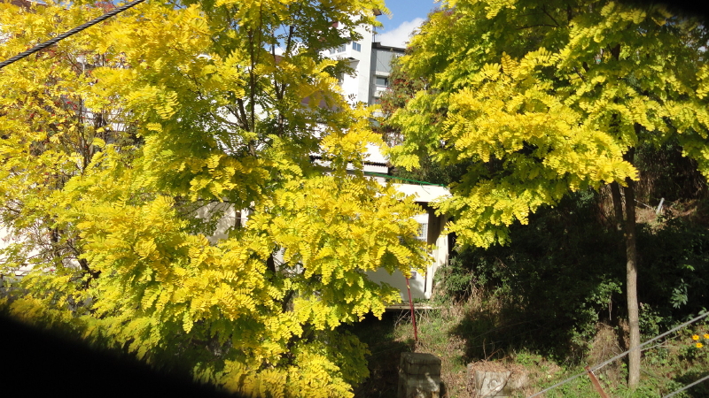 img0009.jpg