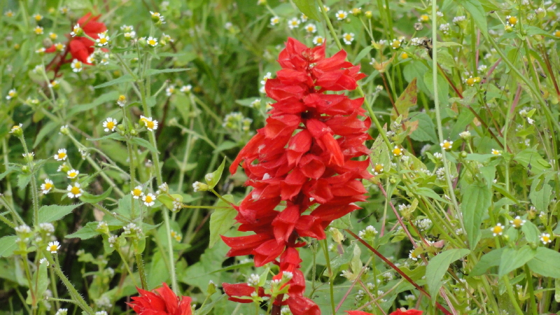 img0048.jpg